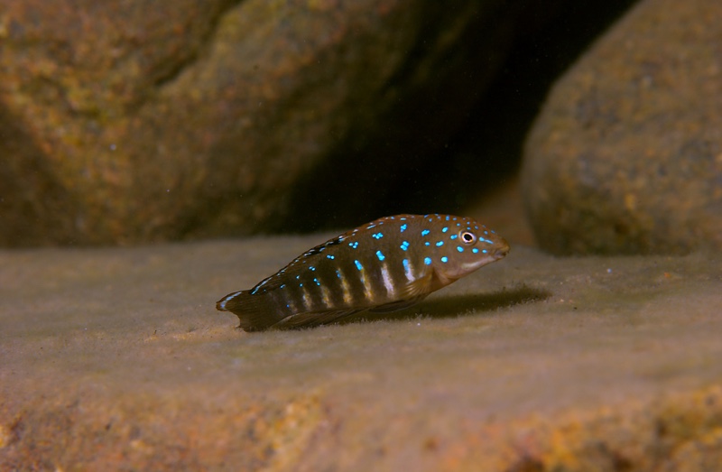 Tanganicodus irsacae 'Kizinga'